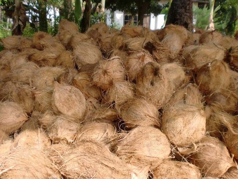 semi husked coconut